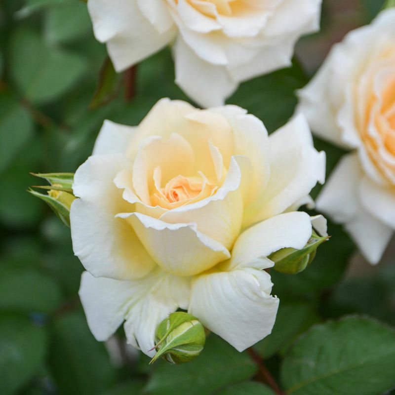 バラ苗 ウィザード 切り花品種ウィザード開花、毎日暑すぎてバラも