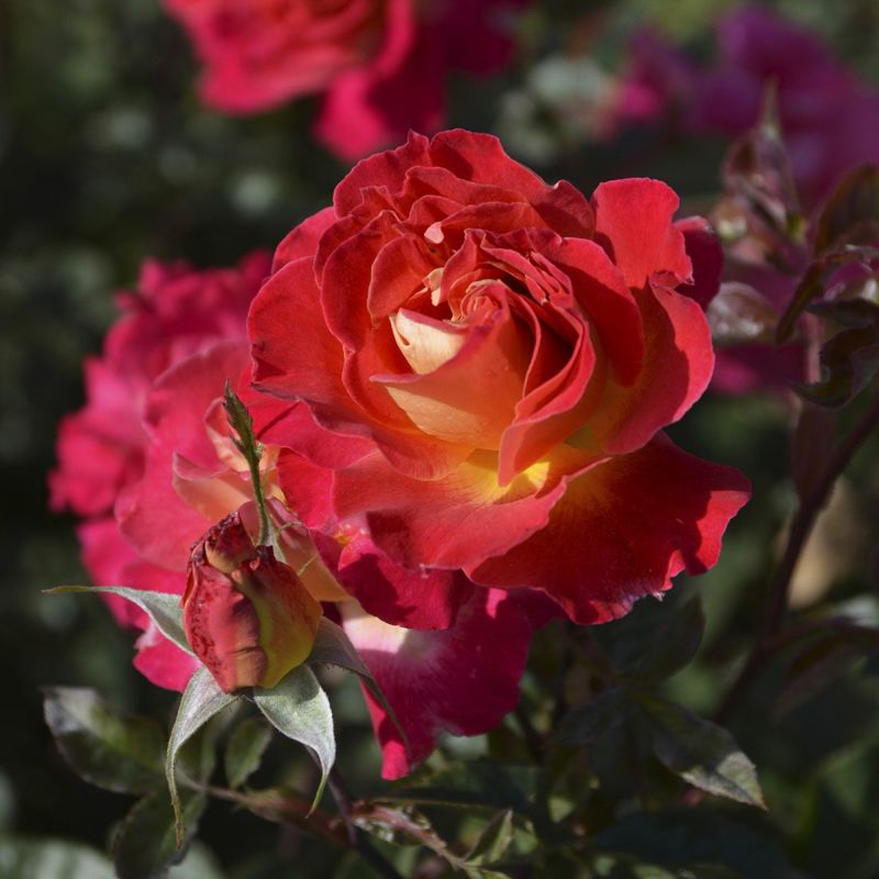 予約苗 バラ苗 【ピュール】 (大苗) フロリバンダ 四季咲き 中輪 赤系