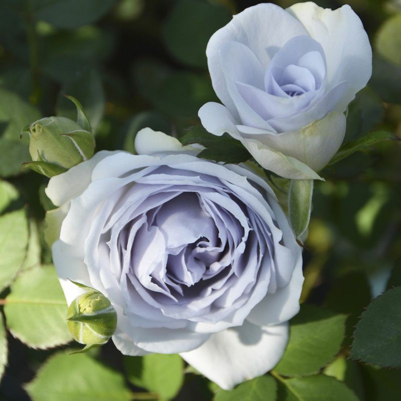 バラ苗ポルトブルー