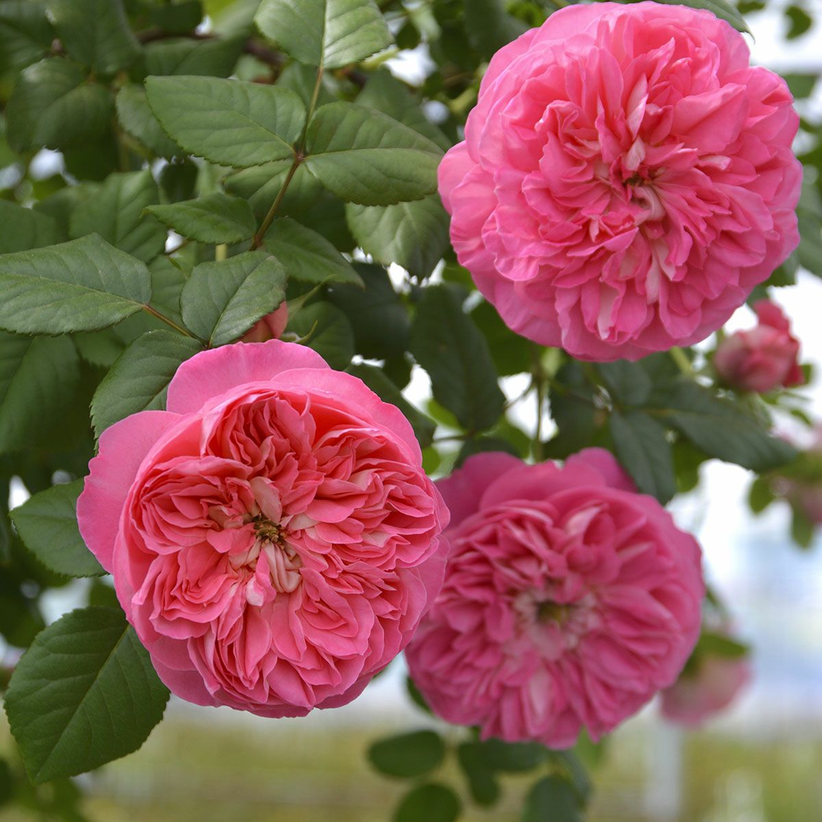 予約苗 バラ苗 【ライオンハート】 (大苗) シュラブ 半つる性 四季咲き