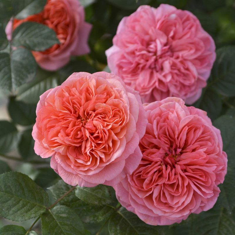 予約苗 バラ苗 【ライフ】 (大苗) フロリバンダ 四季咲き 中輪