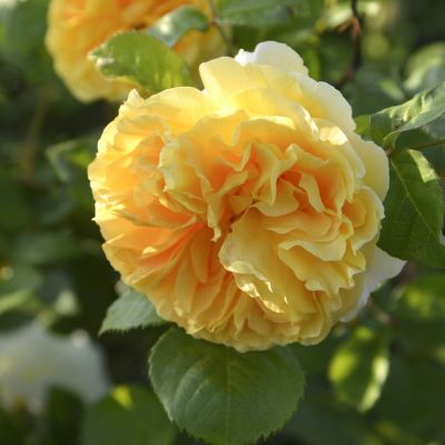 ロサオリエンティス／プログレッシオ | THE ROSE SHOP｜バラ専門