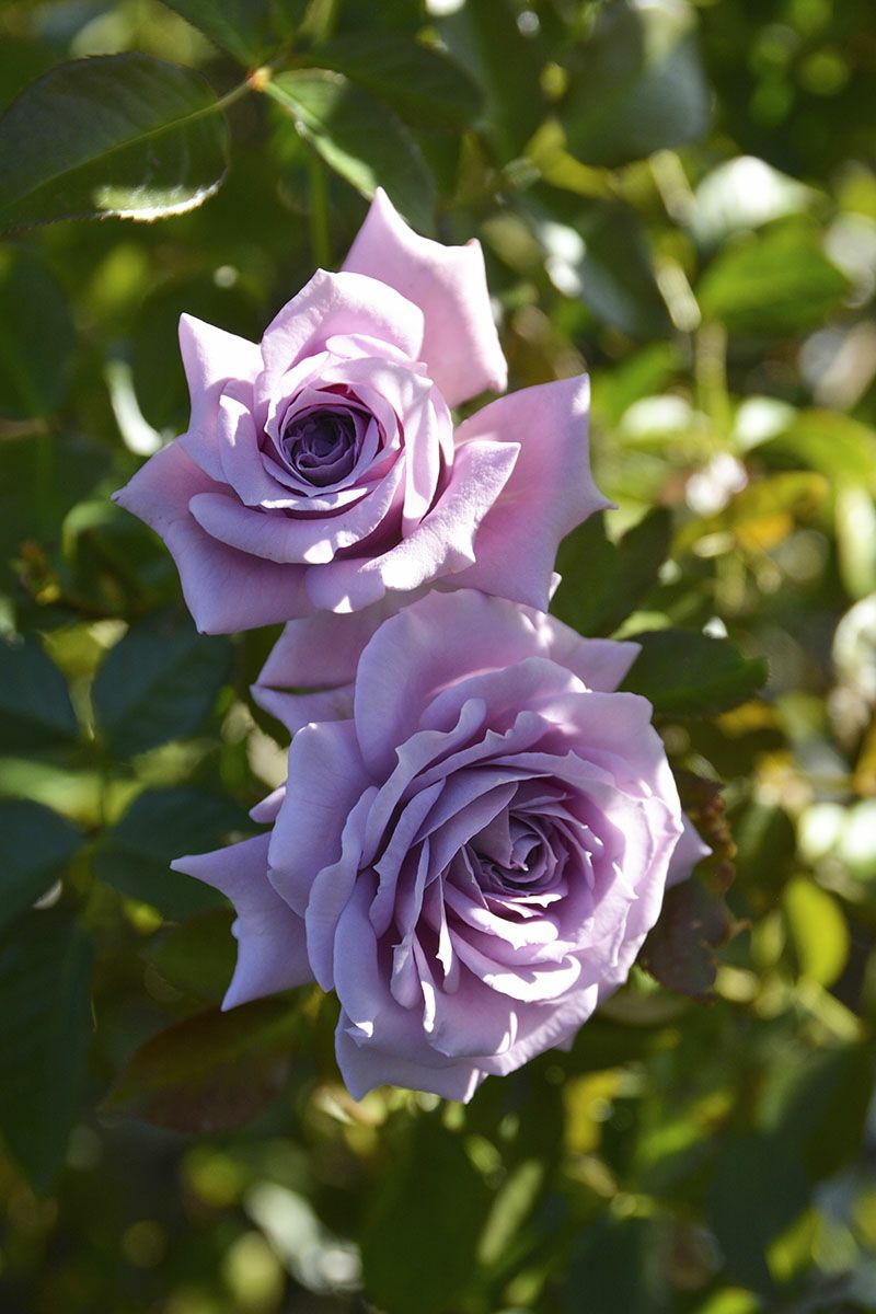 バラ苗リリエンタール