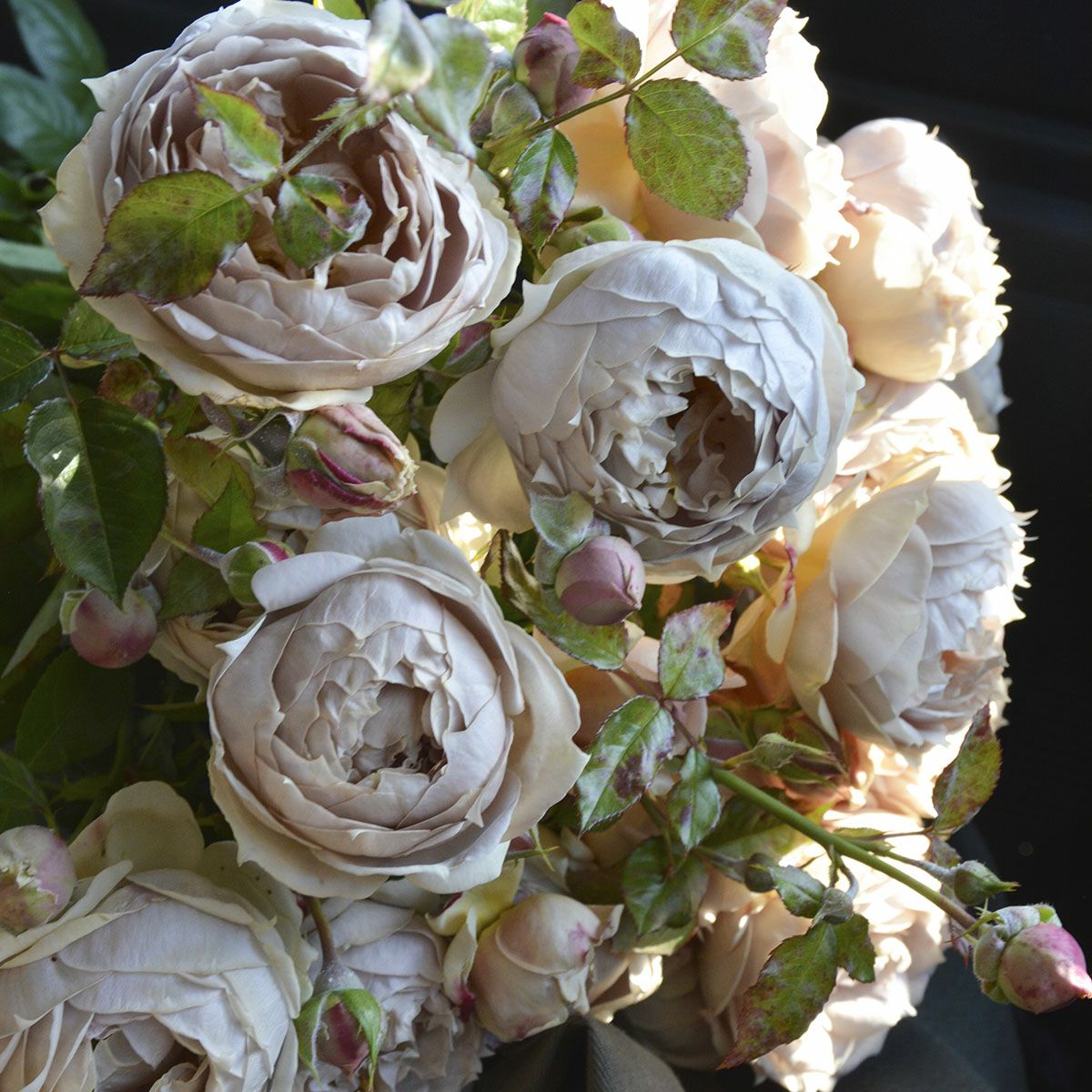 バラ苗ルクソール