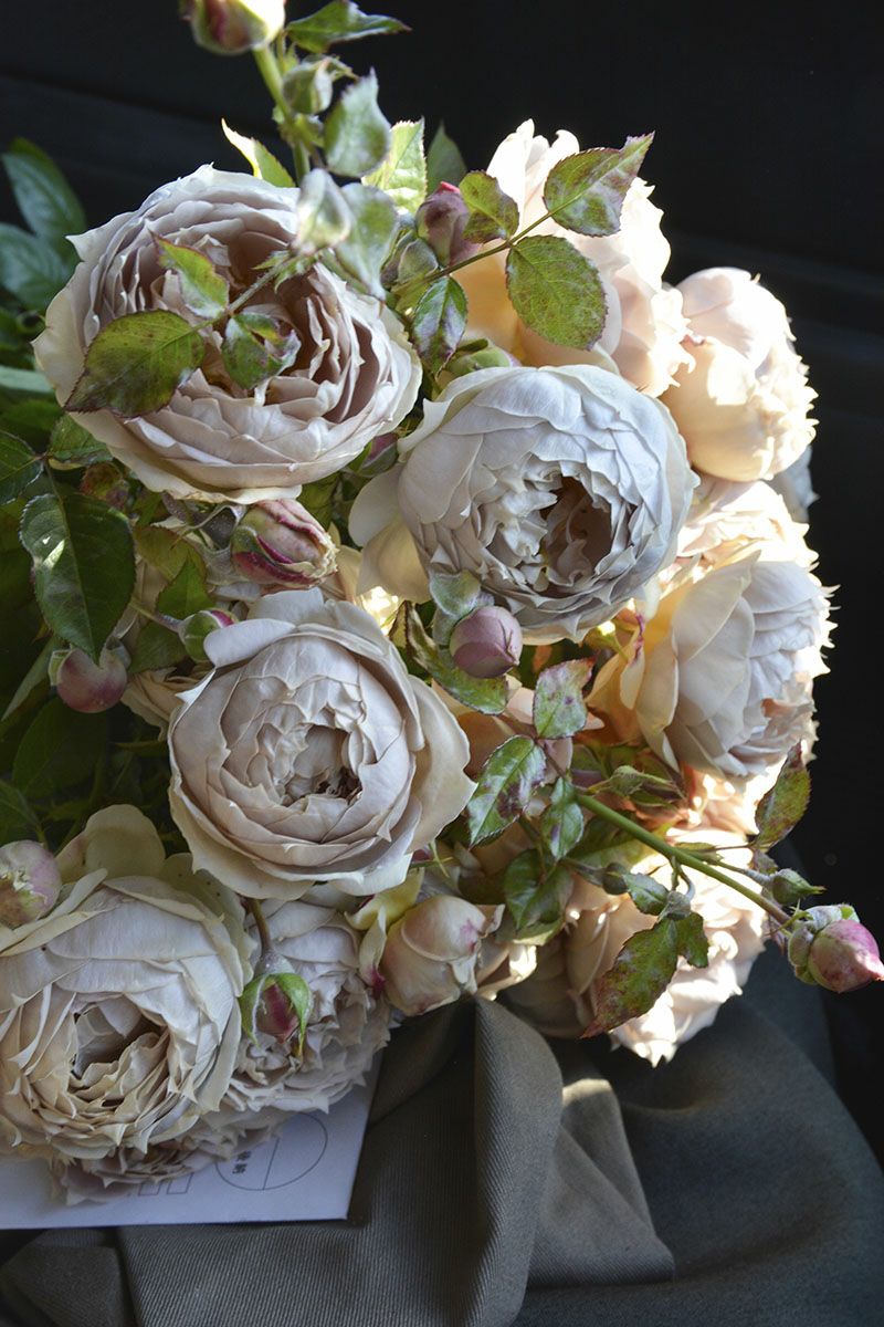 バラ苗ルクソール