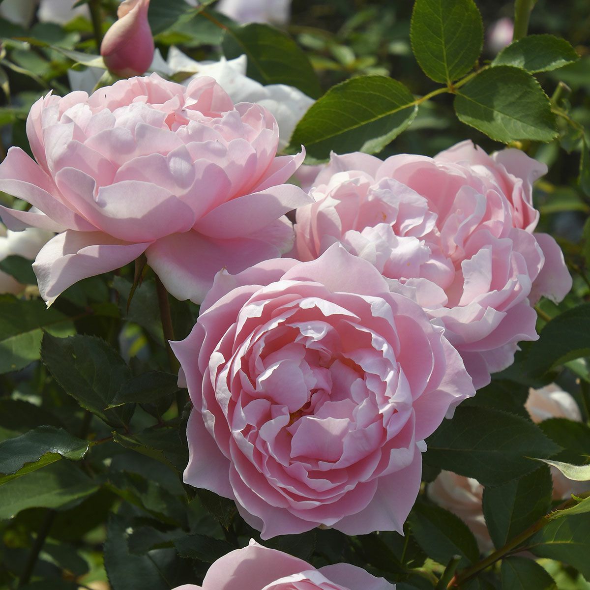 バラ苗 ロサオリエンティス ローブデコルテ 予約苗 バラ苗 【ローブデコルテ】 (大苗) フロリバンダ 四季咲き 中輪