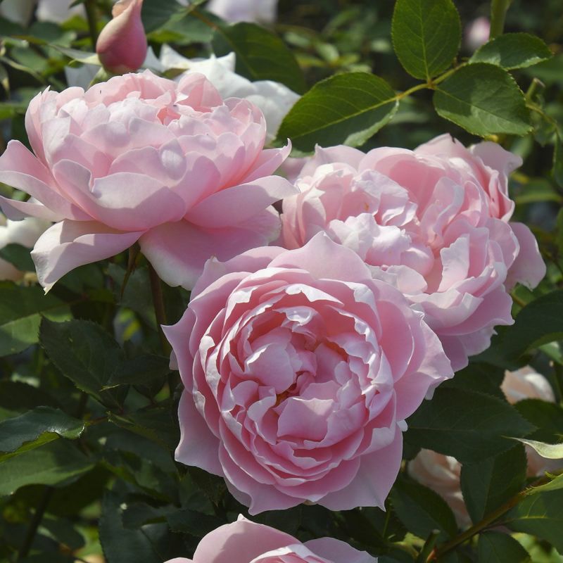 バラ苗ローブデコルテ