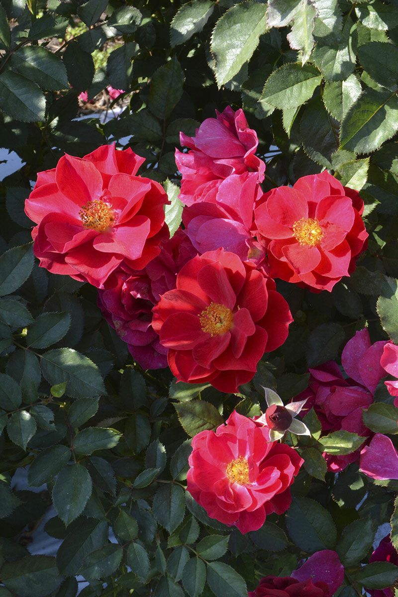 バラ苗風姿花伝 紅