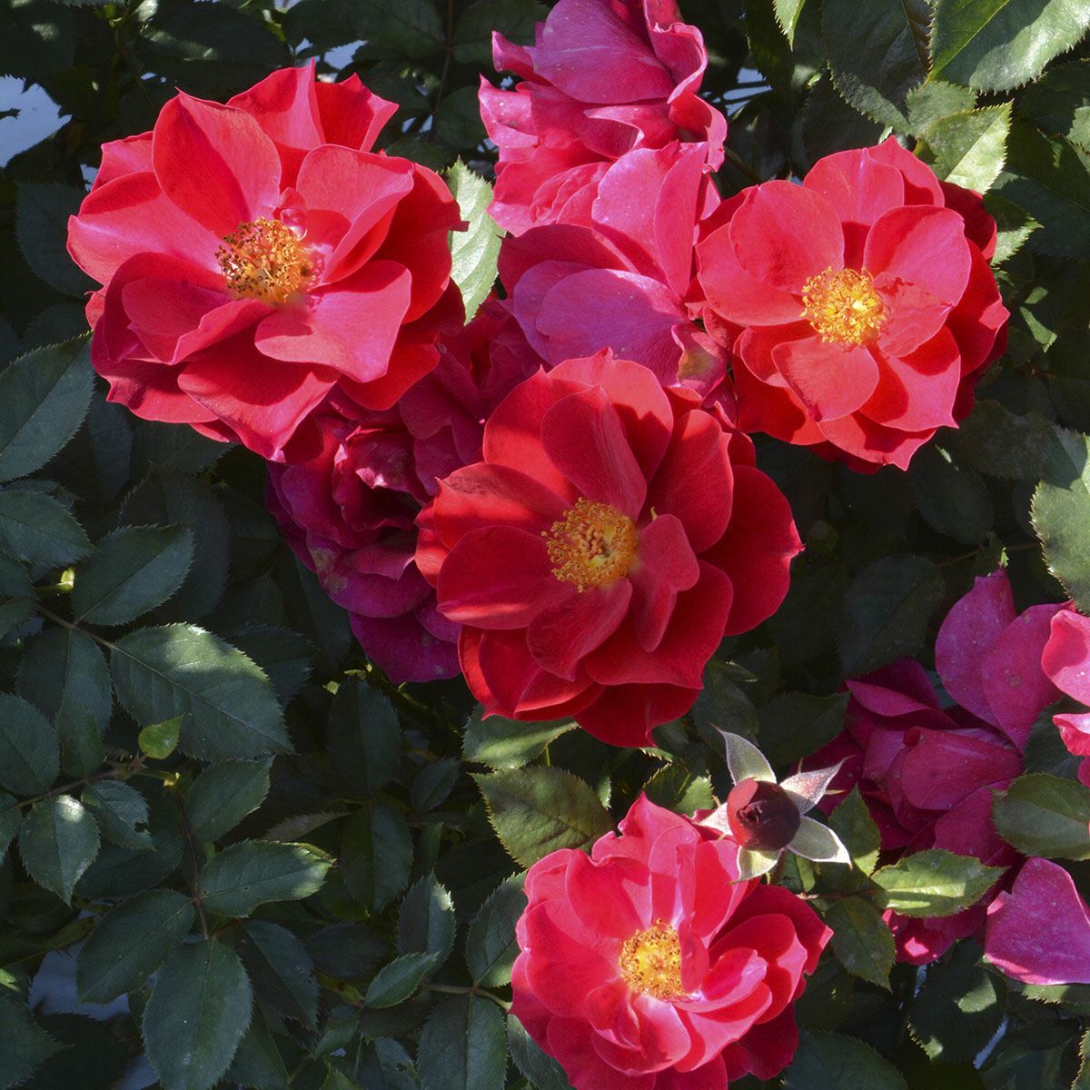 バラ苗風姿花伝 紅