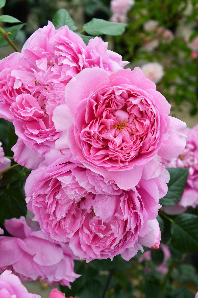 バラ苗プリマヴィスタ