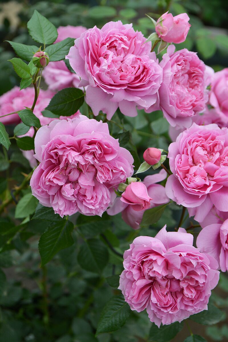 バラ苗プリマヴィスタ