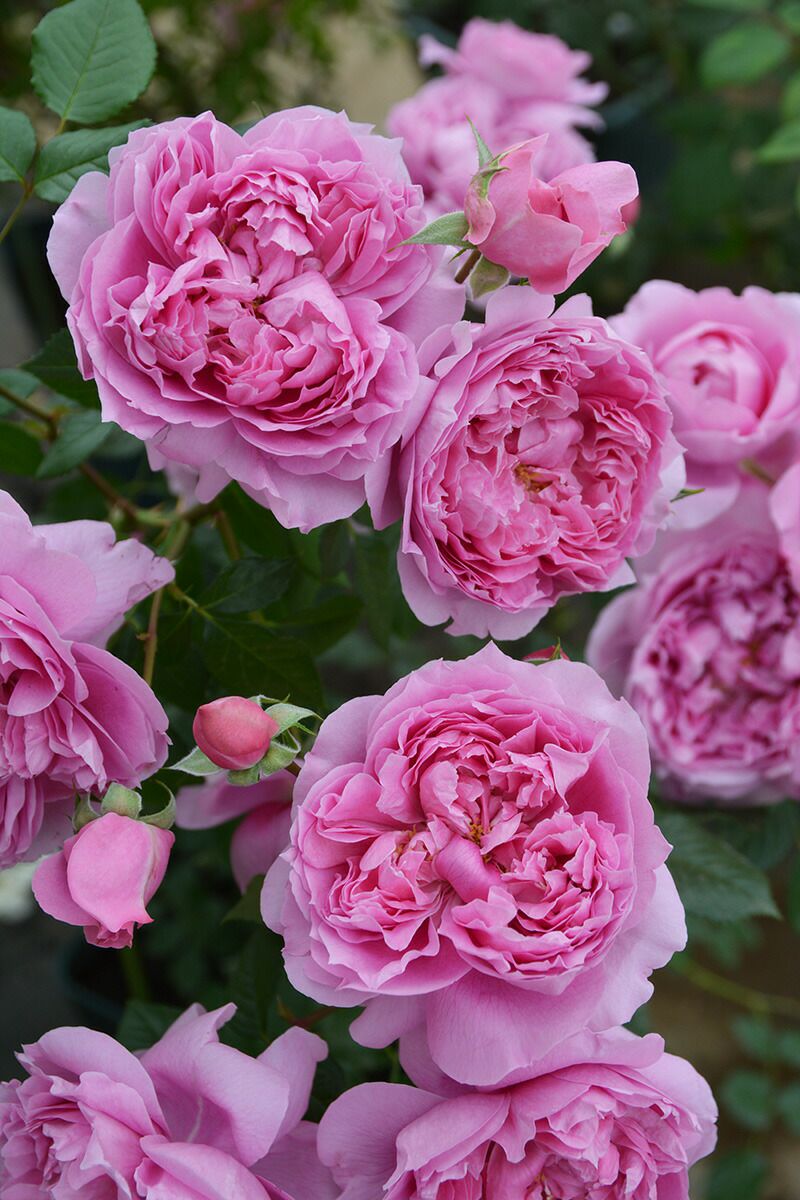 バラ苗プリマヴィスタ