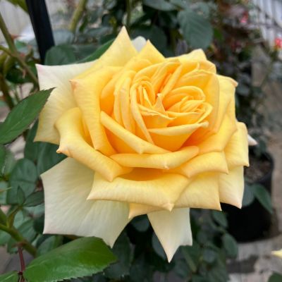 予約裸苗 | THE ROSE SHOP｜バラ専門店 ザローズショップ 本店 - バラ