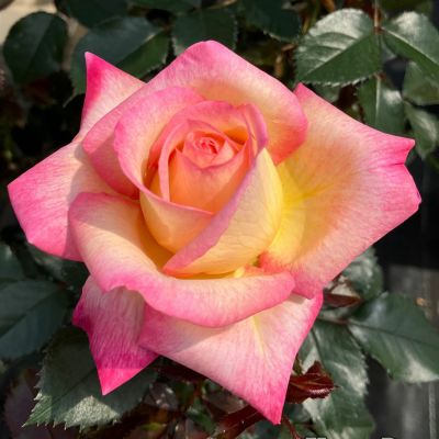次回2025年秋] 予約裸苗 | THE ROSE SHOP｜バラ専門店 ザローズ