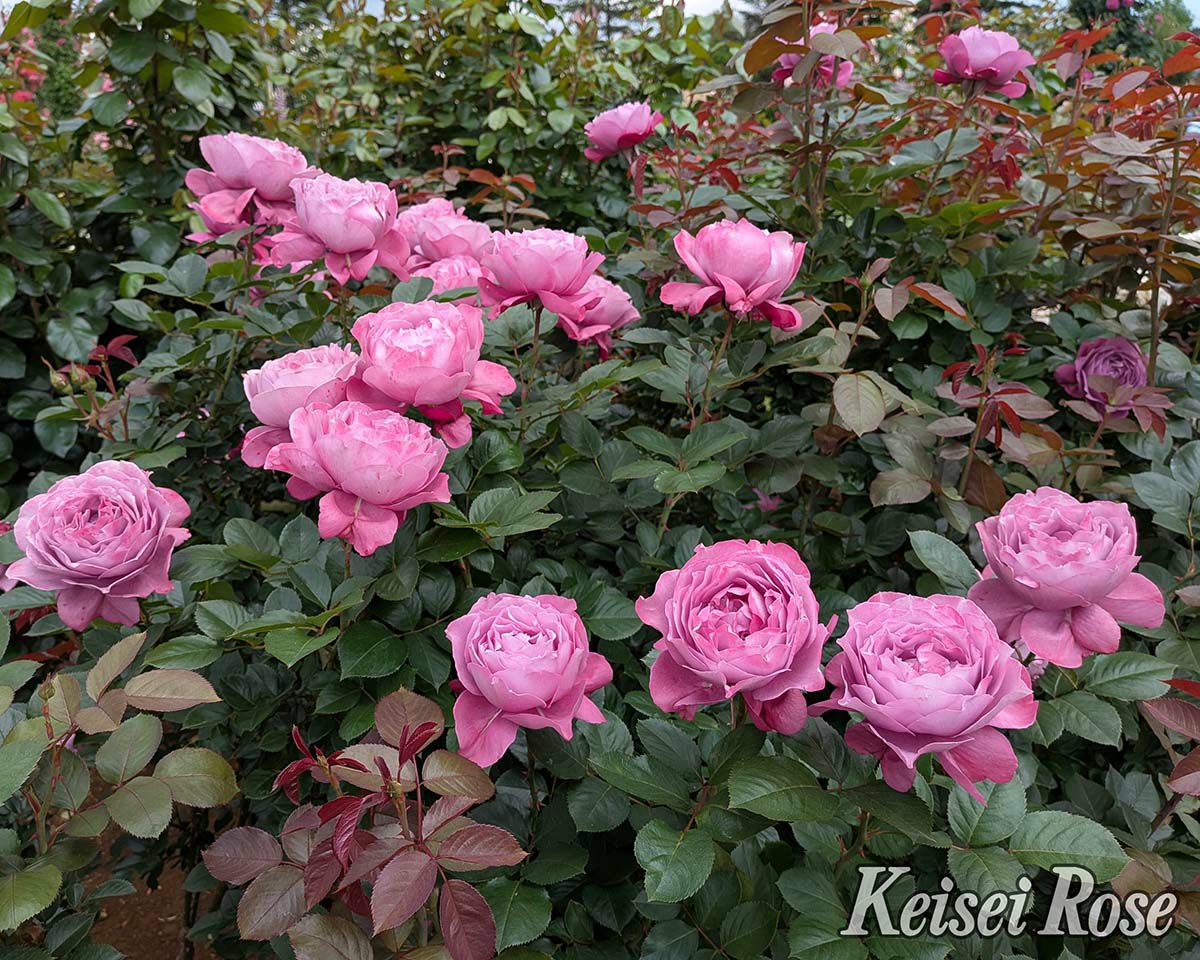 バラ苗恋いづな