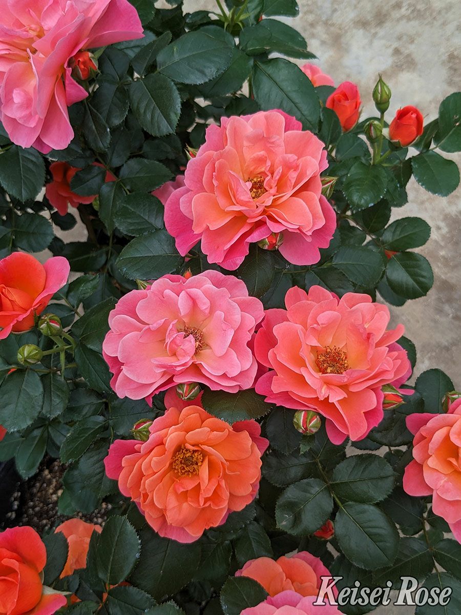 バラ苗シュガーキャンディーローズ