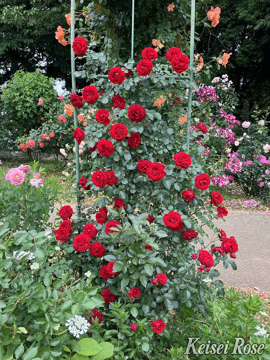 バラ苗ライデンシャフト