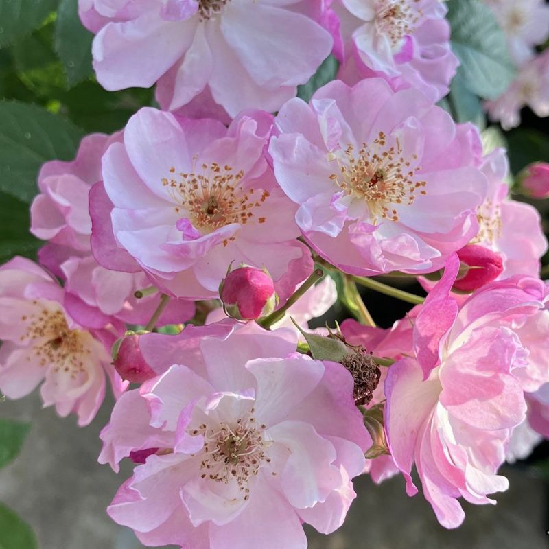 予約苗 バラ苗 【ラベンダーシルエッタ】 (大苗裸苗) つるバラ