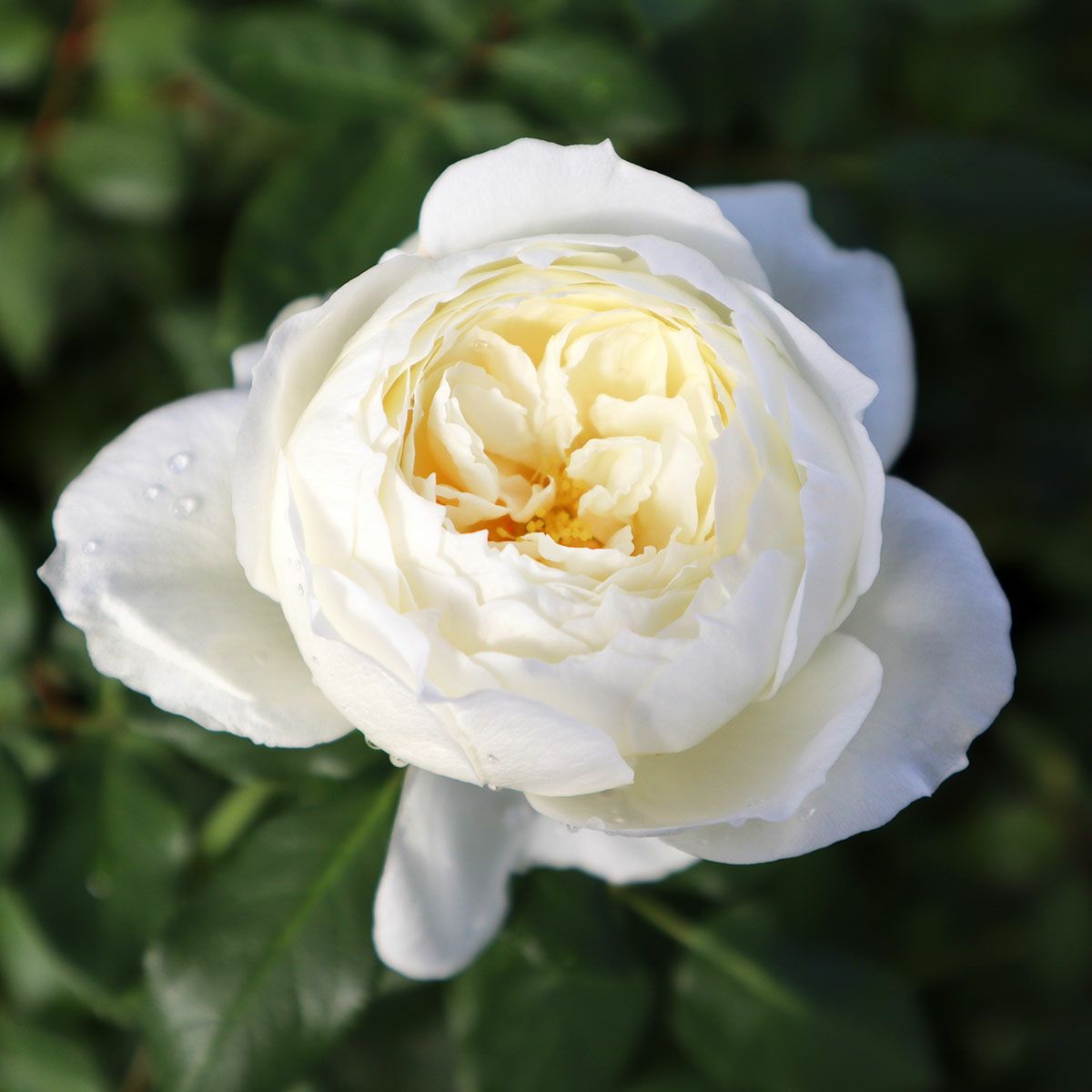 バラ苗 グラスミア