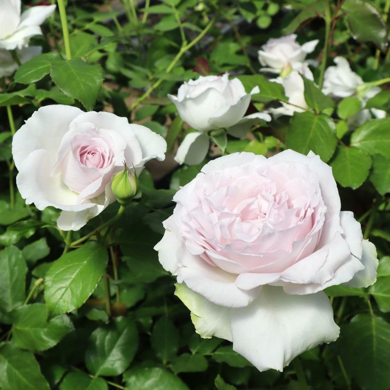 ランプベルジェ　廃盤　ソフィアの薔薇１L　ヌートレ１Ｌ 楽天市場】ランプベルジェ ヌートレ 1lの通販