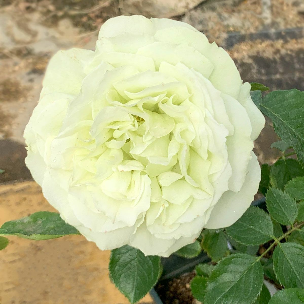 バラ苗 ベビーカメレオン