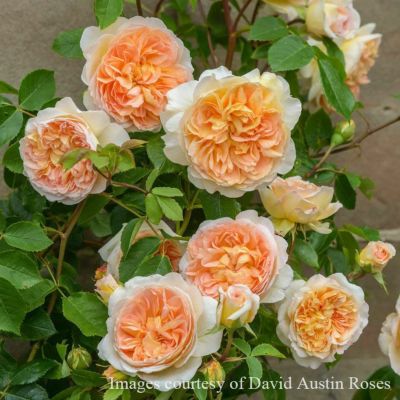 予約大苗ER6L専用角鉢入(イングリッシュローズ) | THE ROSE SHOP｜バラ