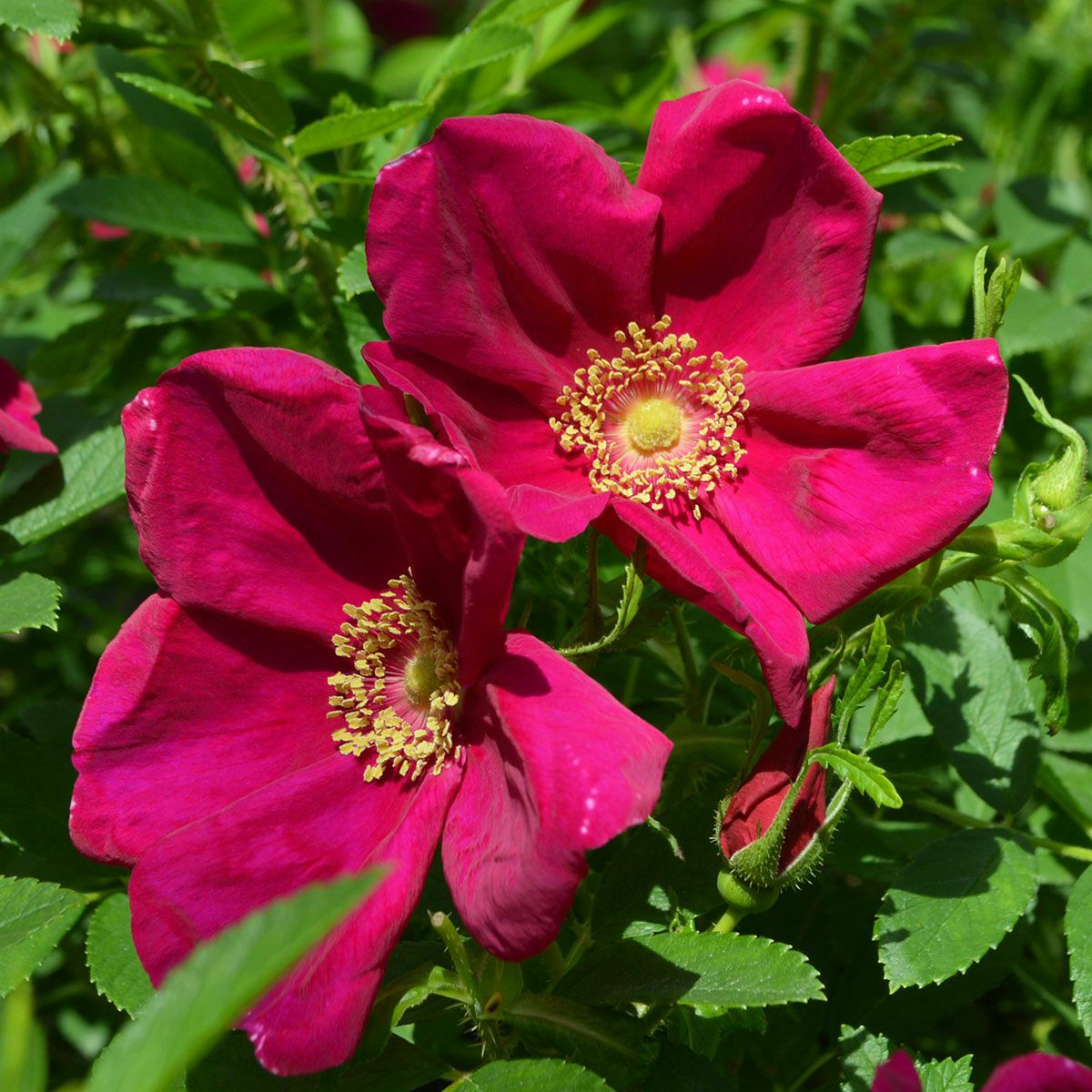 品種選びの基本【バラの系統】とは