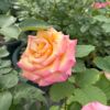 バラ苗ドリームカムトゥルー