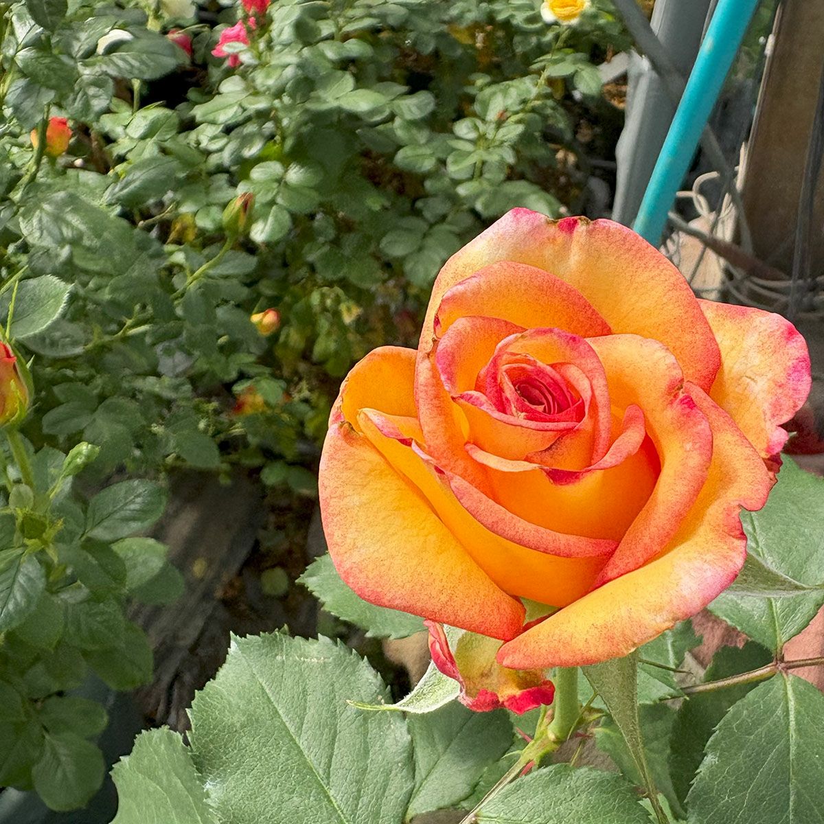 バラ苗ドリームカムトゥルー