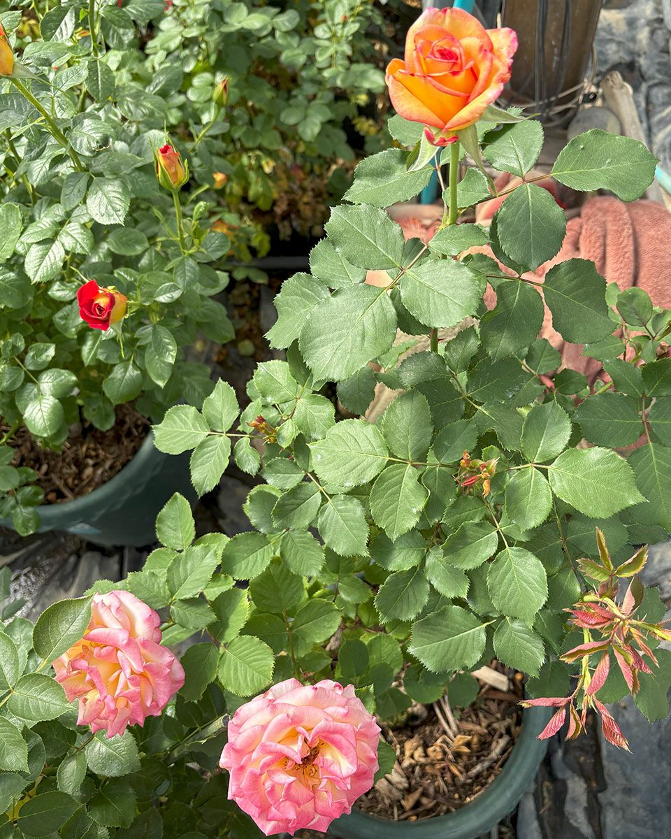 バラ苗ドリームカムトゥルー