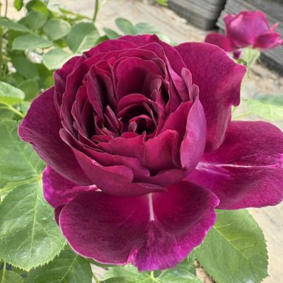 バラ苗　激レア・レア９種詰め合わせセット roseshop_322-1300030107-006