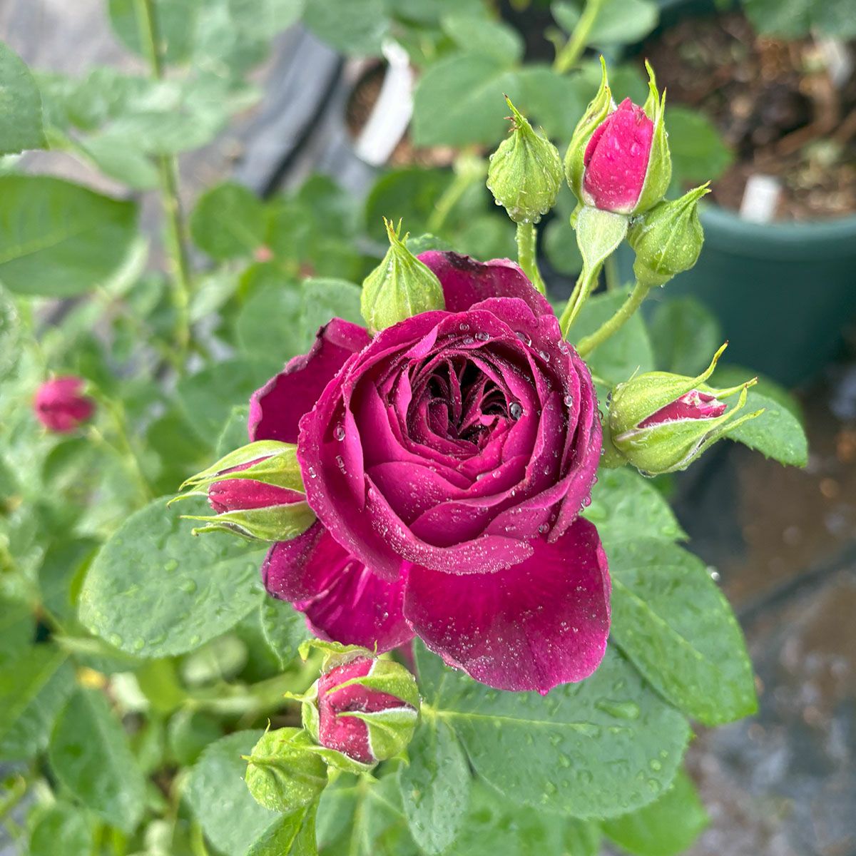 バラ苗トワイライトゾーン