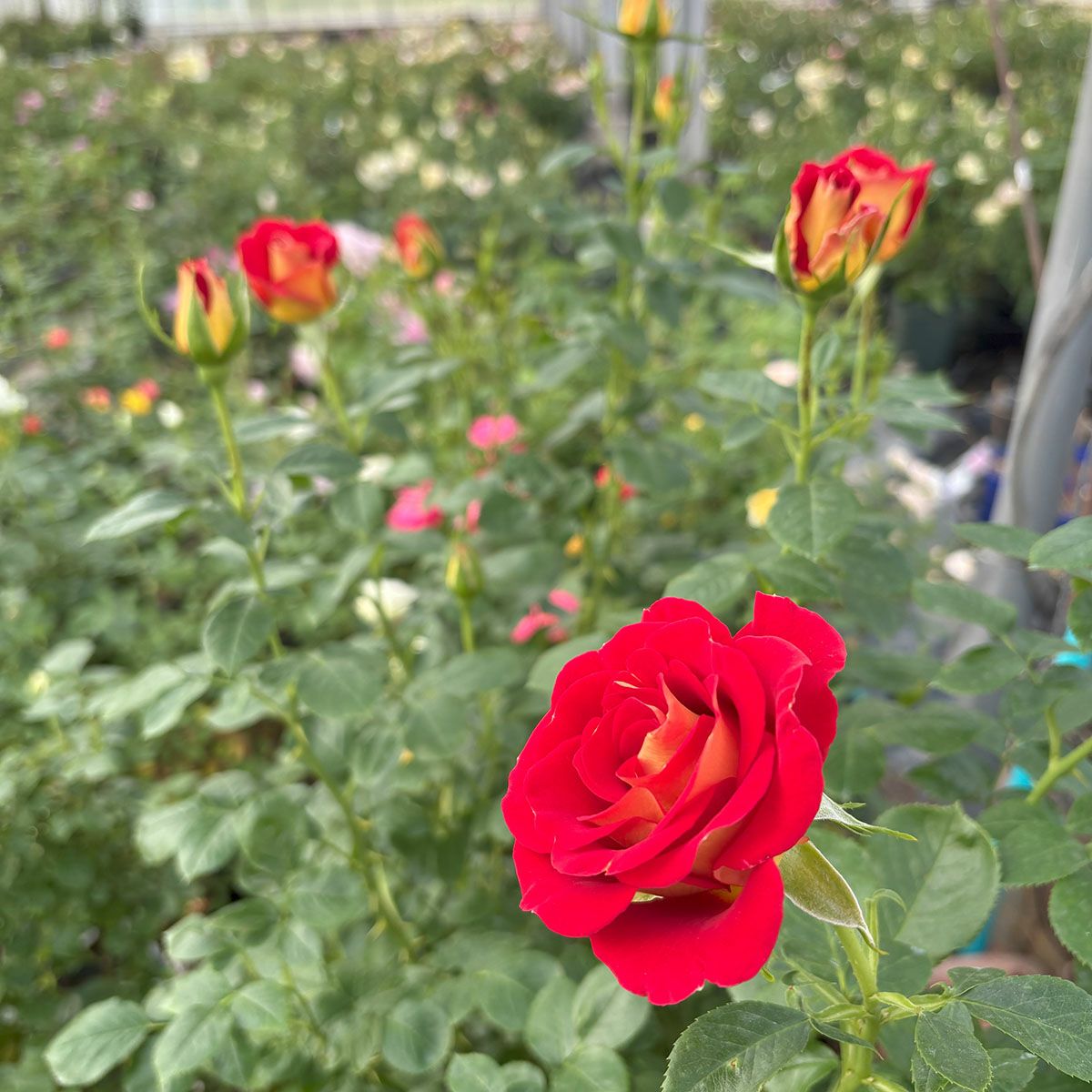 バラ苗ケチャップ＆マスタード