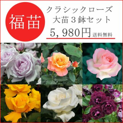 即納］大苗 | THE ROSE SHOP｜バラ専門店 ザローズショップ 本店 - バラ苗の通販