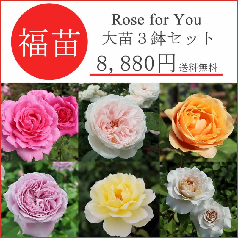 バラ苗 【2025年 福苗 Rose for You 大苗 3鉢セット】 7号専用角鉢入 送料無料 | THE ROSE SHOP｜バラ専門店  ザローズショップ 本店 - バラ苗の通販