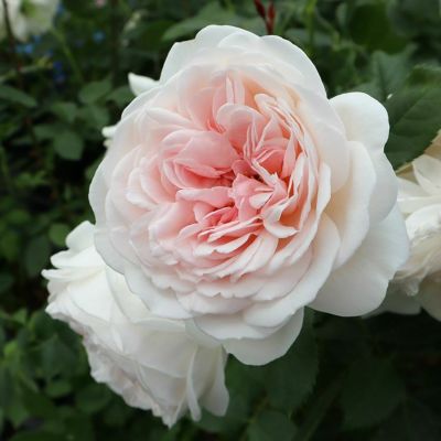 【初売り】 | アウトレット】バラ苗 THE ザローズ SHOP｜バラ専門店 ROSE その他