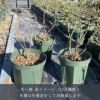 バラ苗ポエム