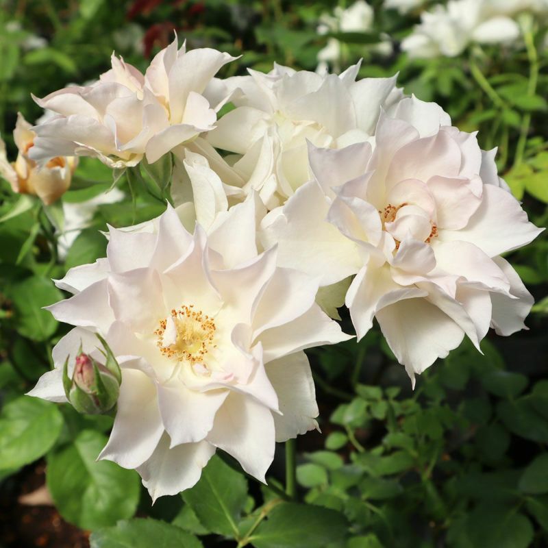 バラ苗スノーフレーク