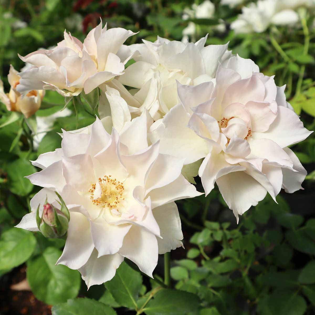 バラ苗スノーフレーク