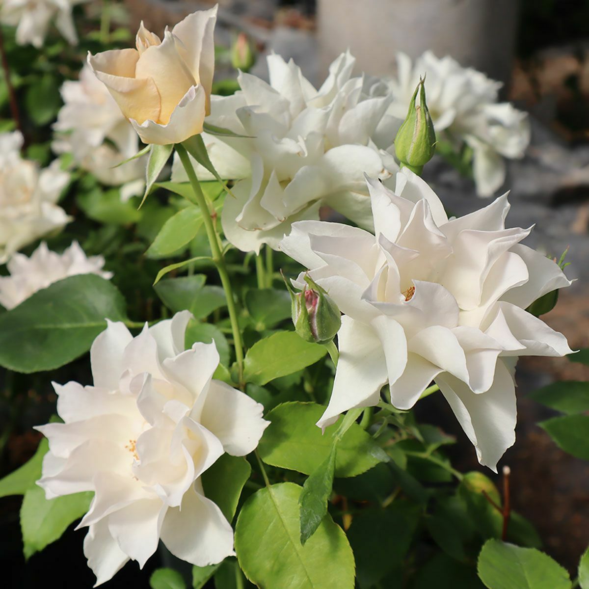 バラ苗スノーフレーク