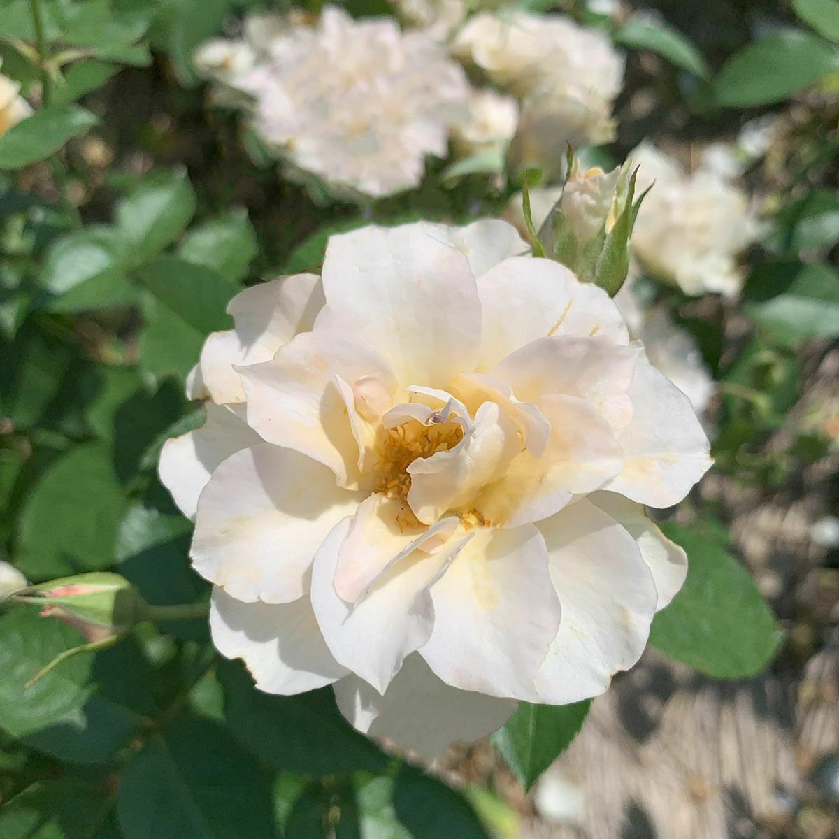 バラ苗スノーフレーク