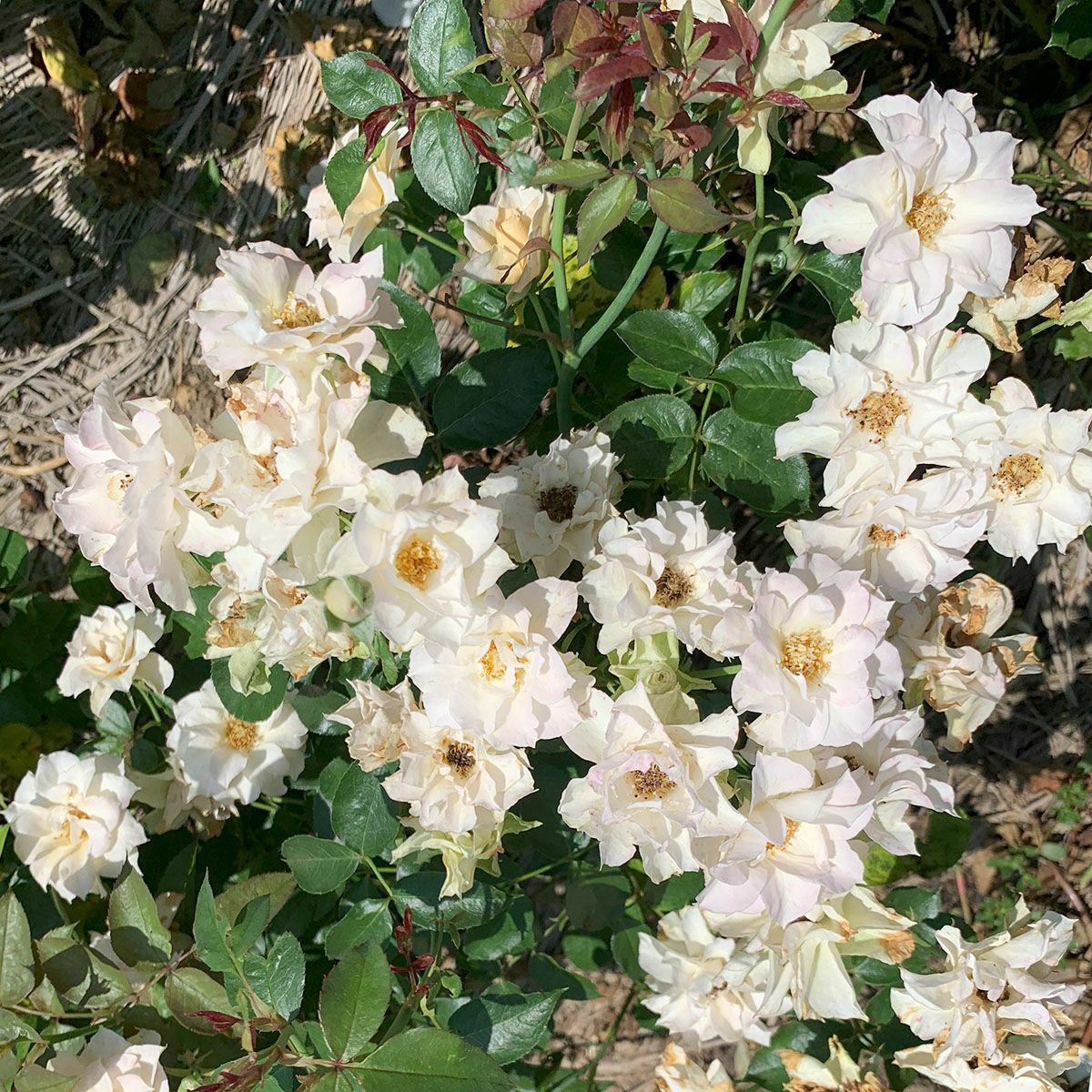 バラ苗スノーフレーク