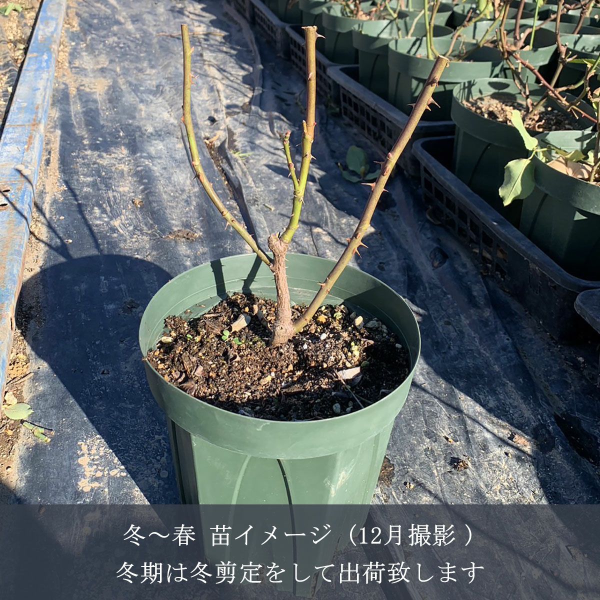 バラ苗スノーフレーク