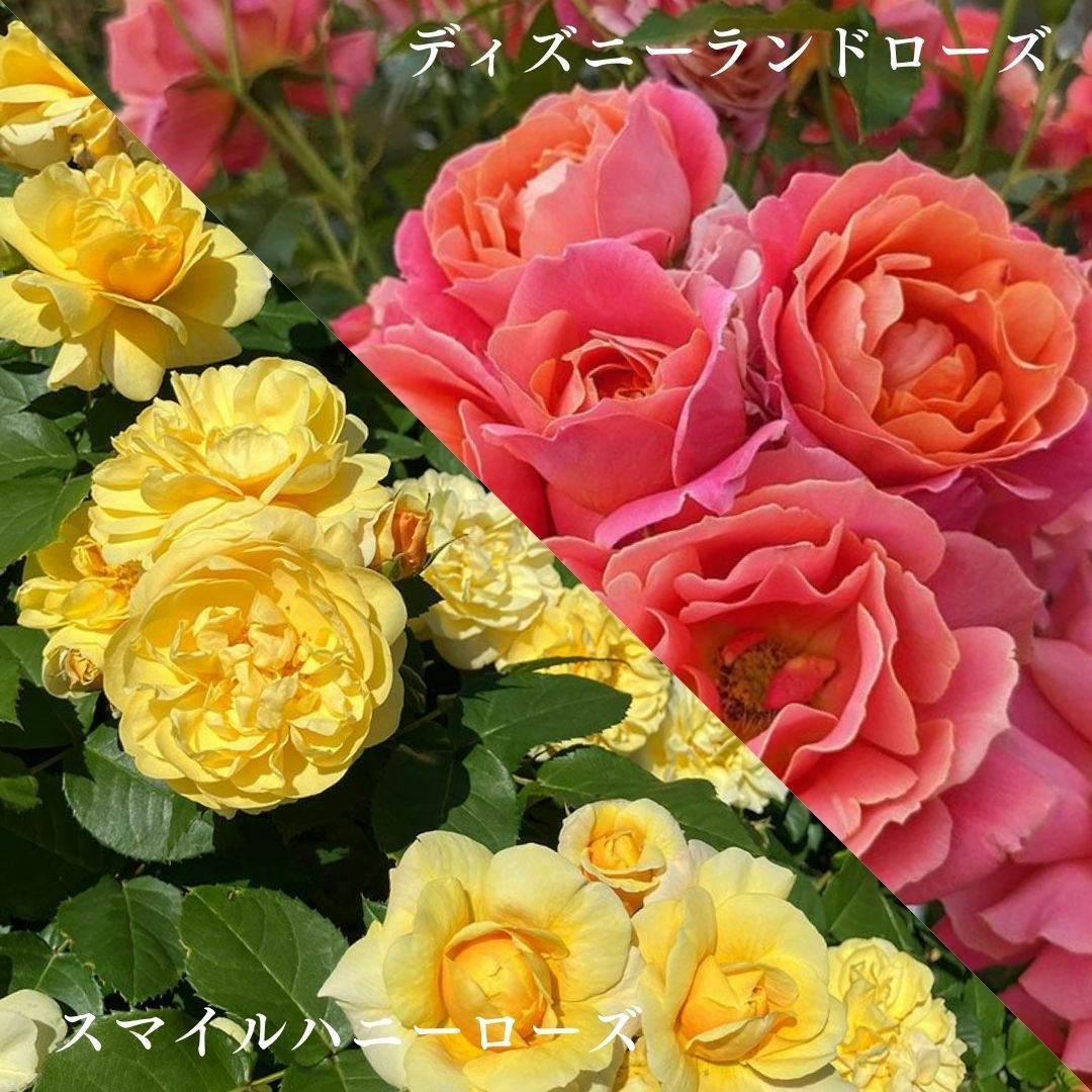 複色系のバラ | THE ROSE SHOP｜バラ専門店 ザローズショップ 本店 
