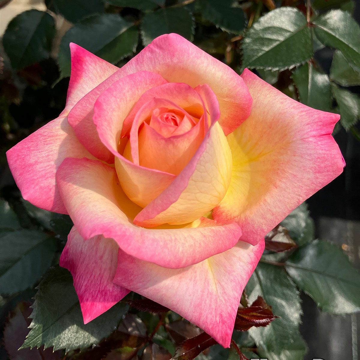 複色系のバラ | THE ROSE SHOP｜バラ専門店 ザローズショップ 本店 
