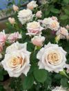 バラ苗希成