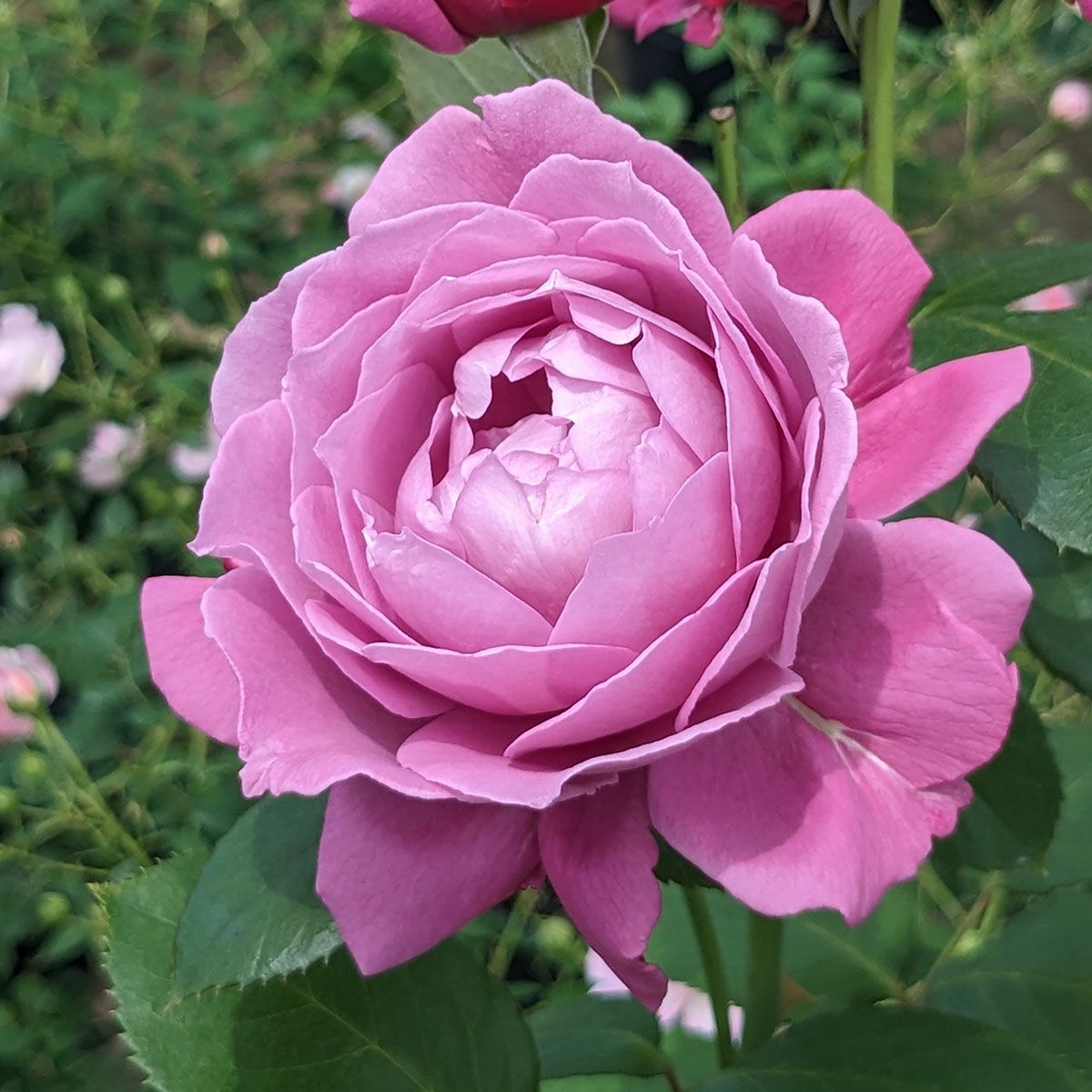 四季咲き中輪 フロリバンダ (FL) | THE ROSE SHOP｜バラ専門店 ザ 
