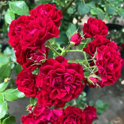 形状から選ぶ | THE ROSE SHOP｜バラ専門店 ザローズショップ