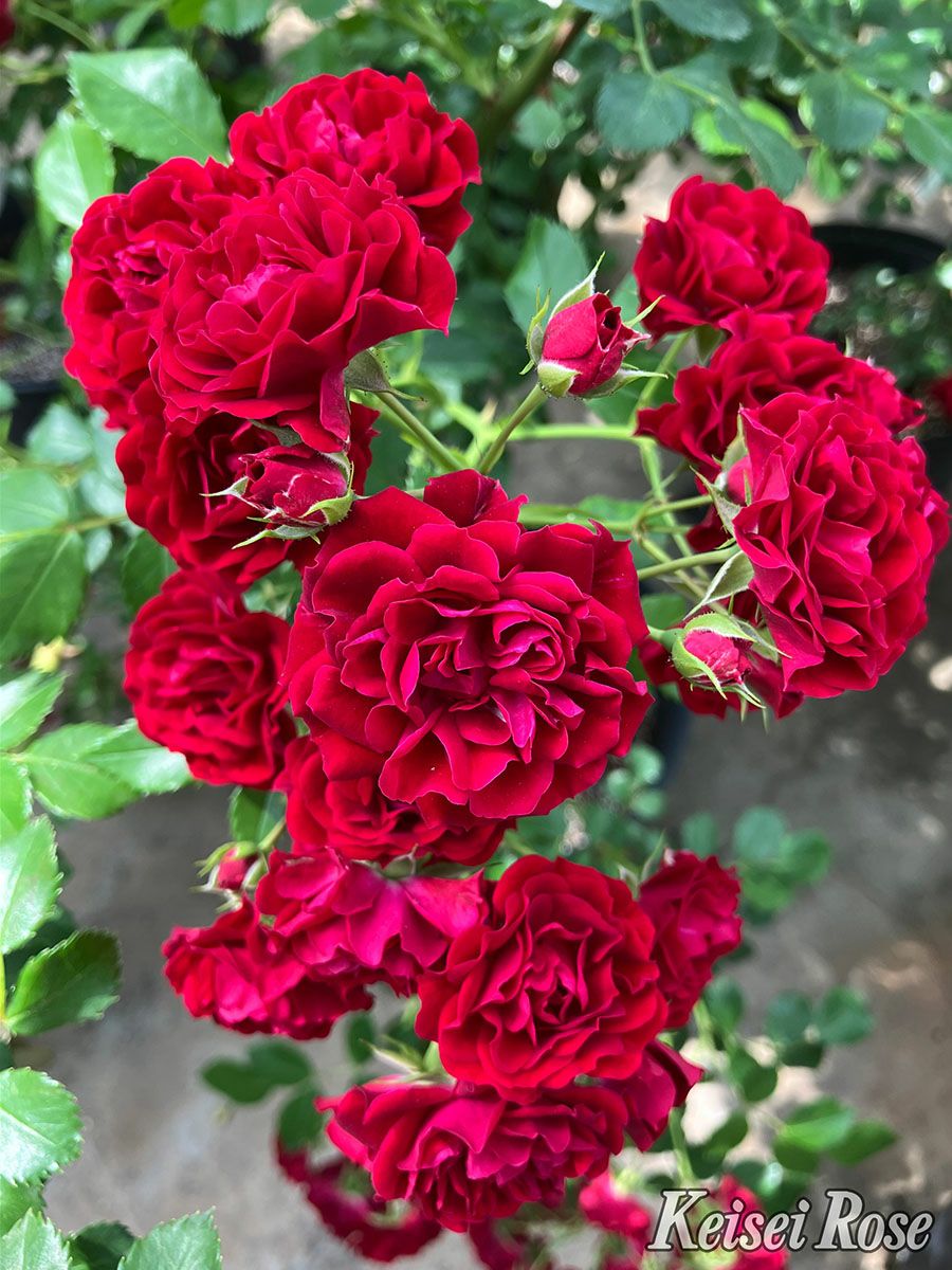 バラ苗クリムゾンシルエッタ