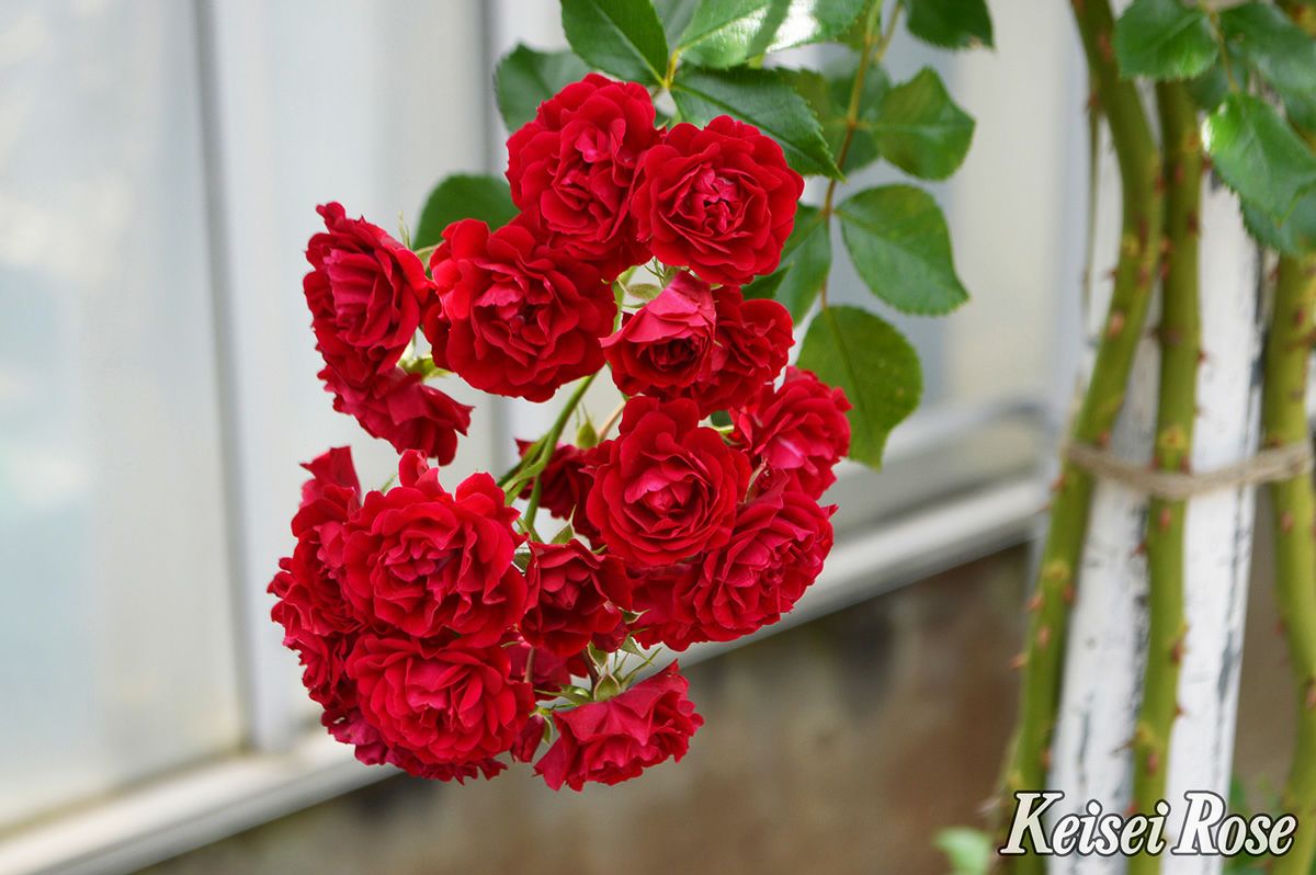 バラ苗クリムゾンシルエッタ